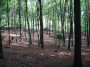 2011-05-07 KPF Wald 13.jpg